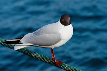 Black-headed Gull perched on a rope