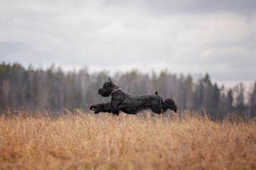 Giant Schnauzer dog in a field in autumn.