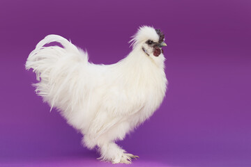 White chinese silk chicken