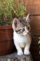 Sweet little cat playing in garden