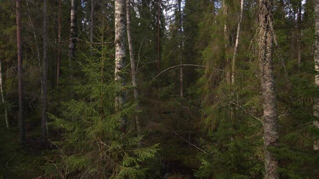 Curved trunks of Karelian birch in the forest tundra on a summer day.