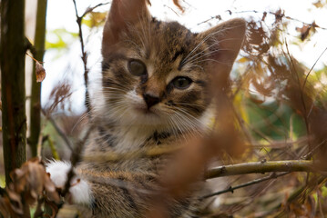 Sweet little cat playing in garden