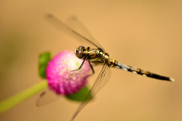 シオカラトンボ © Paylessimages