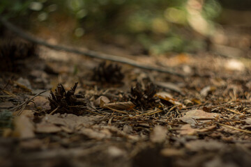 pine cone lies in the thick of pine thorns