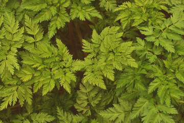 green leaves background