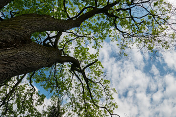 Tree branches and the sky