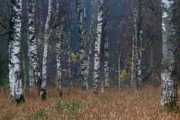 Obraz premium White stems of Silver Birches between dry brown grass in autumn