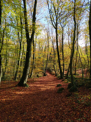 path through a beech forest with fallen leaves in autumn.