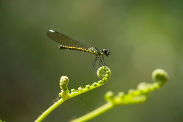 Dragonfly in Wildlife