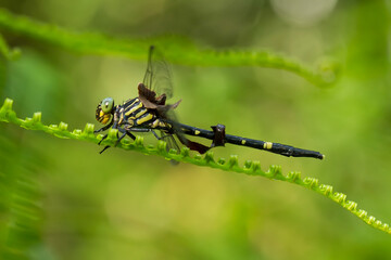 Dragonfly in Wildlife