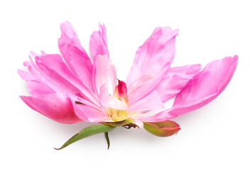 Fototapeta na wymiar Plucked pink peony flower isolated on white background
