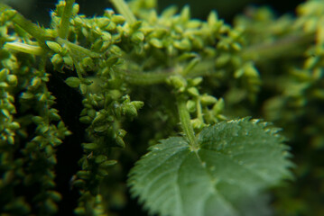 Plant close-up