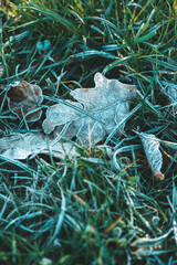 morning frost on the still green foliage the breeze crystals of the first snow