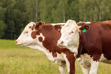 Calves on the summer field. Agricultural young animals for milk and meat.