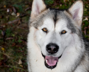 A gorgeous Alaskan Malamute female looking straight into the camera and smiling. Northern breed dog, brown eyes, fluffy fur. Selective focus on the eyes of the animal, blurred background.
