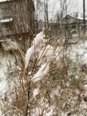 grass in the snow