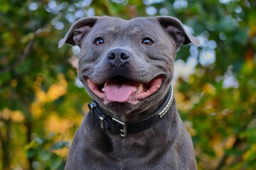 Close-up of Happy English Staffordshire Bull Terrier in the Nature. Head Portrait of Smiling Blue...
