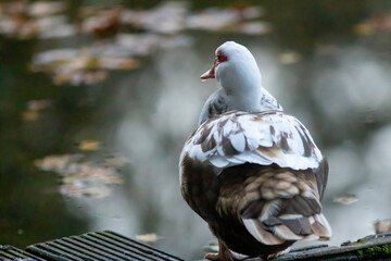 Muscovy duck with red beak and face, brown and white feathers against a pond with leafs floating in the background seen from behind