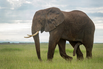 African elephant (Loxodonta africana) bull walking on savanna, Amboseli national park, Kenya.