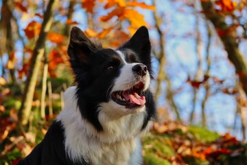 Close-up of Border Collie Head in Sunny Autumn Forest. Portrait of Smiling Black and White Dog in Nature during Fall Season.