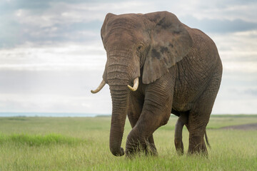 African elephant (Loxodonta africana) bull walking on savanna, looking at camera, Amboseli national...
