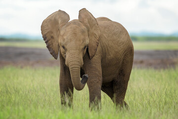 Fototapeta na wymiar Baby African elephant (Loxodonta africana) standing playfull, looking at camera, Amboseli national park, Kenya.