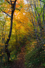 Fototapeta na wymiar Autumn forest in the morning