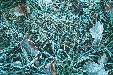 the morning frost on the still green foliage is a touch of autumn