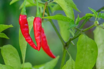 Gardinen Chilischoten Ripen homegrown Malagueta chili pepper, a variety of the species Capsicum frutescens, widely used in Brazil, Caribbean, Portugal, Mozambique, Angola, and São Tome and Príncipe.  © Carlos Neto
