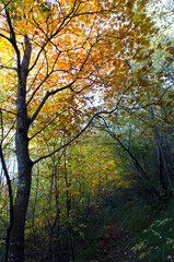 Naklejka na ściany i meble Autumn trees and trail in the forest