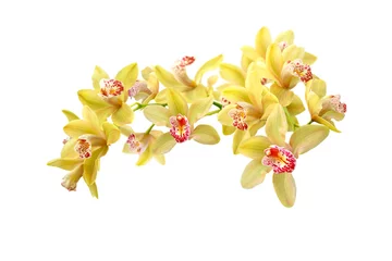 Foto op Canvas yellow and pink orchid branch isolated on white © Elena Umyskova