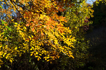 Yellow autumn leaves outdoor