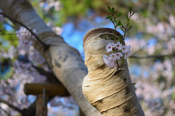 治療中の桜