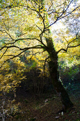 Autumn yellow tree in forest in the morning