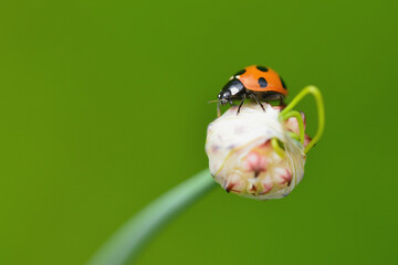 ナナホシテントウムシとノビル