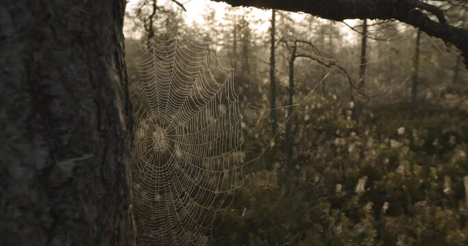 Spider web cobweb moving in wind in morning in bog at sunrise