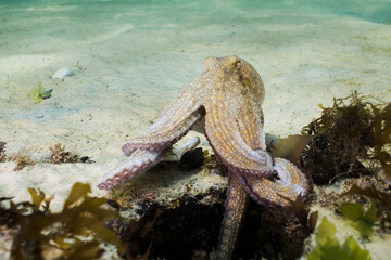 Common Octopus (Octopus vulgaris) climbing out of its den lightening its body.