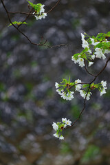 石垣に咲く桜