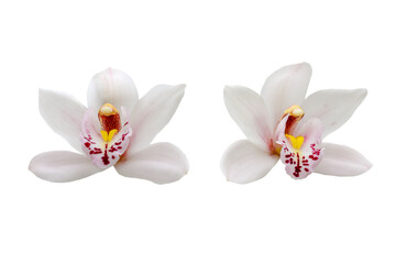 Naklejka premium Couple of white orchid flowers isolated on white