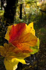 Autumn maple leaves in forest