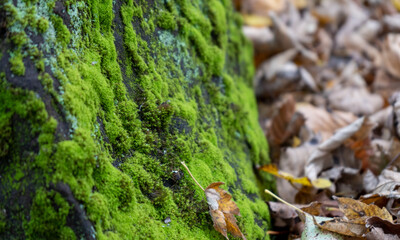 moss on the tree trunk