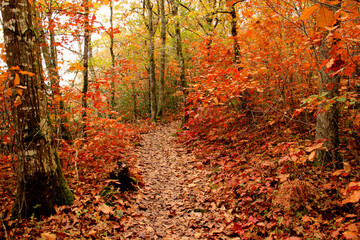 Fototapeta premium Chemin d'accès au site Corot