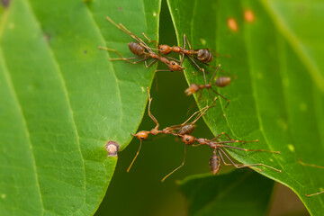 Insects in Wildlife