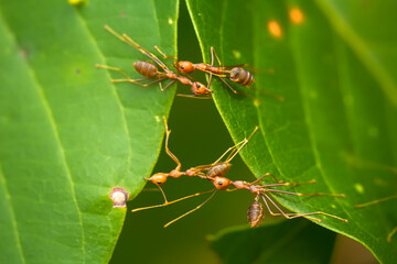Insects in Wildlife