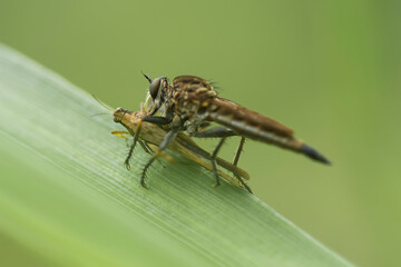 Insects in Wildlife