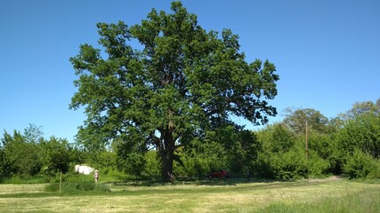 Fototapeta na wymiar Oak which is 100 years old