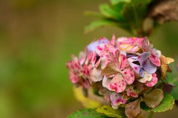 Obraz premium 秋の紫陽花