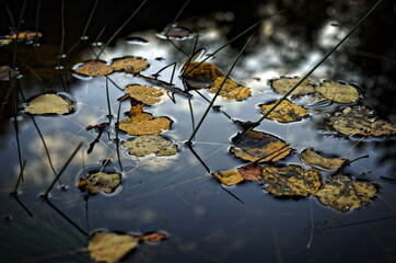  Autumn leaves on the surface of a pond