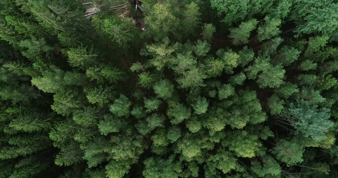 An aerial of a forest machine harvester cutting down some trees on a clear-cut area in Estonia, Northern Europe. 