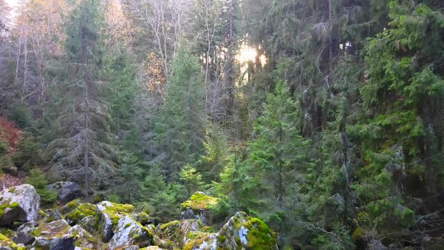 Curved trunks of Karelian birch in the forest tundra on a summer day.